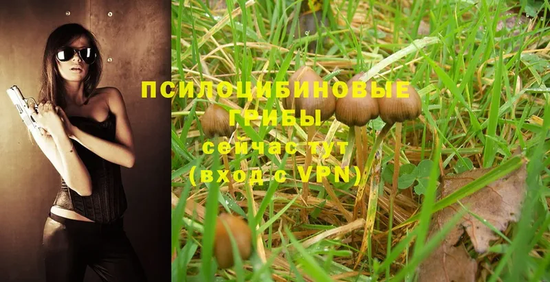 Галлюциногенные грибы Psilocybe  купить наркоту  мориарти официальный сайт  Красный Сулин 